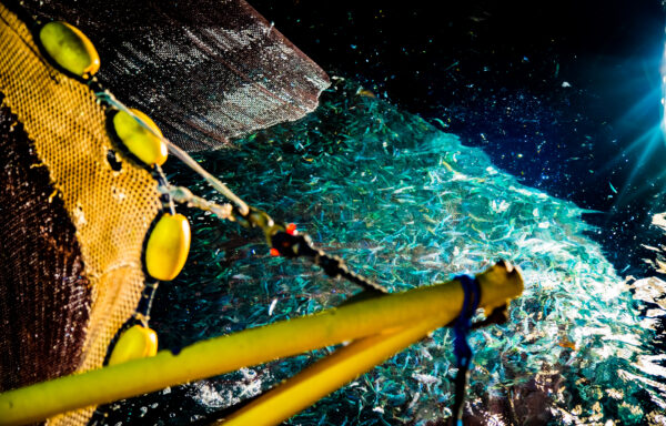 Pesca notturna delle acciughe (38)